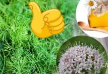 კამა, თაფლი და ვალერიანი- ნაყენი, რომელიც ელვის სისწრაფით გაწმენდს თქვენს სისხლძარღვებს