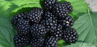 შავი კენკრა, რომელიც კიბოს ებრძვის – აი, რატომ არის მაყვალი სასარგებლო!