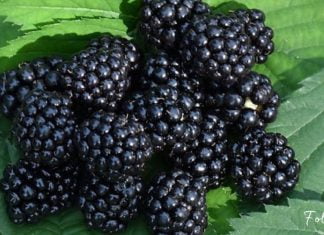 შავი კენკრა, რომელიც კიბოს ებრძვის – აი, რატომ არის მაყვალი სასარგებლო!