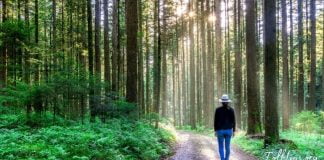 აი რა გავლენას ახდენს ბუნებაში სეირნობა თქვენზე! ამიერიდან სეირნობა თქვენი ჰობი გახდება