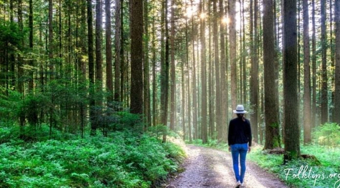 აი რა გავლენას ახდენს ბუნებაში სეირნობა თქვენზე! ამიერიდან სეირნობა თქვენი ჰობი გახდება