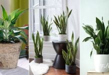 ოთახის 10 მცენარე, რომელსაც ადამიანის მოკვლა შეუძლია-ეს უნდა იცოდეთ!