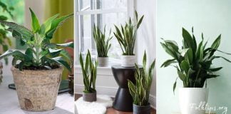 ოთახის 10 მცენარე, რომელსაც ადამიანის მოკვლა შეუძლია-ეს უნდა იცოდეთ!