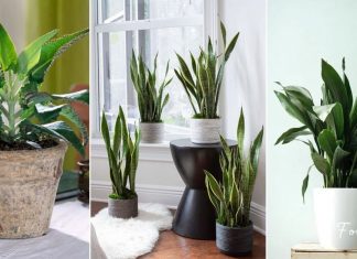 ოთახის 10 მცენარე, რომელსაც ადამიანის მოკვლა შეუძლია-ეს უნდა იცოდეთ!