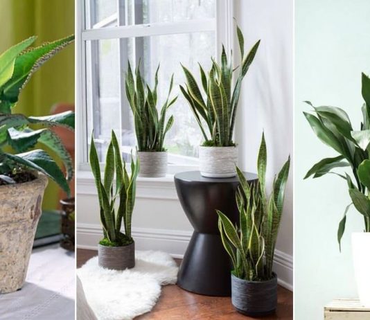 ოთახის 10 მცენარე, რომელსაც ადამიანის მოკვლა შეუძლია-ეს უნდა იცოდეთ!