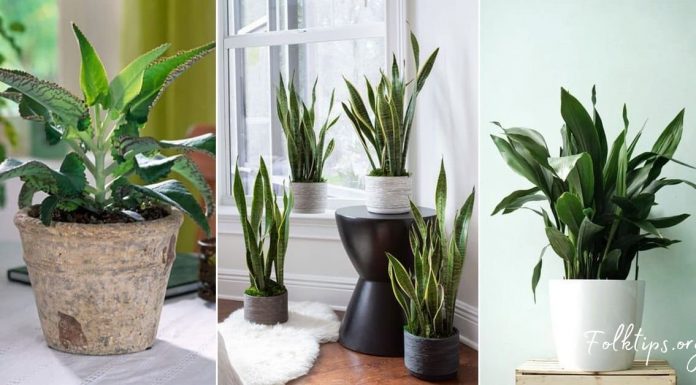 ოთახის 10 მცენარე, რომელსაც ადამიანის მოკვლა შეუძლია-ეს უნდა იცოდეთ!