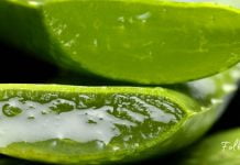 ალოე ვერას 6 უპირატესობა! თუ აკნე და სტრიები გაწუხებთ, ეს საშუალება დაგეხმარებათ!