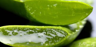 ალოე ვერას 6 უპირატესობა! თუ აკნე და სტრიები გაწუხებთ, ეს საშუალება დაგეხმარებათ!
