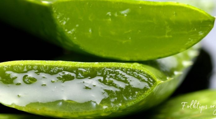 ალოე ვერას 6 უპირატესობა! თუ აკნე და სტრიები გაწუხებთ, ეს საშუალება დაგეხმარებათ!