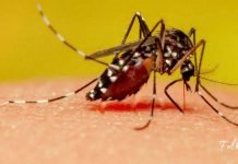 7 ეფექტური და მოსახერხებელი მეთოდი-მოიშორეთ კოღოები მარტივად!