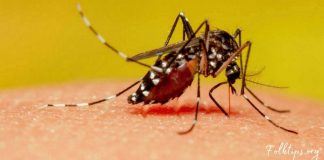 7 ეფექტური და მოსახერხებელი მეთოდი-მოიშორეთ კოღოები მარტივად!