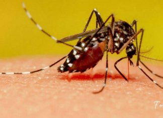 7 ეფექტური და მოსახერხებელი მეთოდი-მოიშორეთ კოღოები მარტივად!