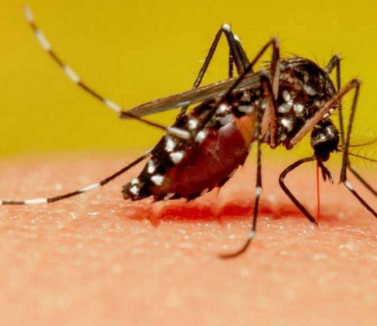 7 ეფექტური და მოსახერხებელი მეთოდი-მოიშორეთ კოღოები მარტივად!