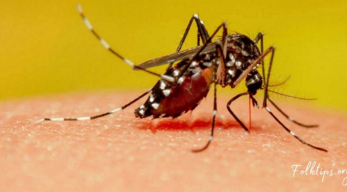 7 ეფექტური და მოსახერხებელი მეთოდი-მოიშორეთ კოღოები მარტივად!