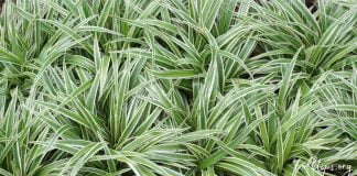 ქლოროფიტუმი – მცენარე, რომელიც საოცრებებს სჩადის! ის აუცილებლად უნდა გქონდეთ!