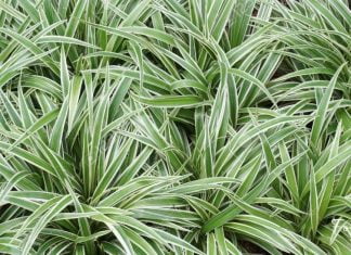 ქლოროფიტუმი – მცენარე, რომელიც საოცრებებს სჩადის! ის აუცილებლად უნდა გქონდეთ!