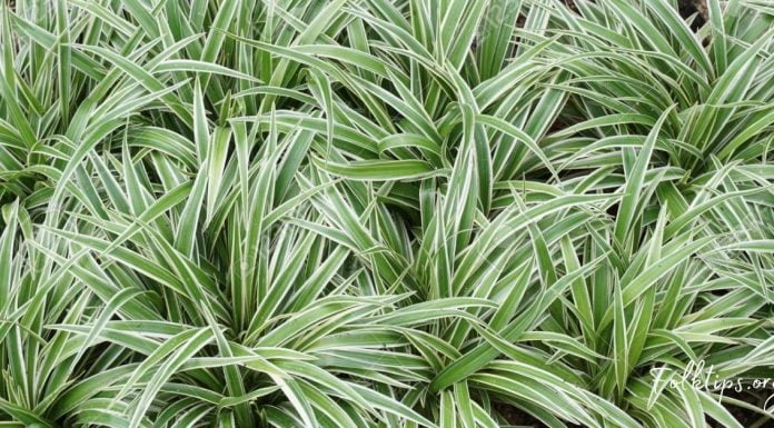 ქლოროფიტუმი – მცენარე, რომელიც საოცრებებს სჩადის! ის აუცილებლად უნდა გქონდეთ!