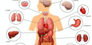 აი ასე უნდა გაიწმინდოთ ყველა ორგანო, რომ აღარასოდეს არ დაავადდეთ!