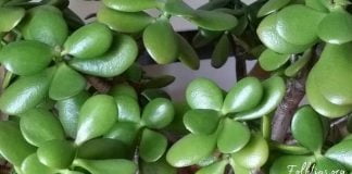 აი, რისი განსკურნება შეუძლია ბარაქის ხეს სწრაფად და ეფექტურად. ეს უნდა იცოდეთ