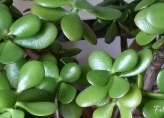 აი, რისი განსკურნება შეუძლია ბარაქის ხეს სწრაფად და ეფექტურად. ეს უნდა იცოდეთ