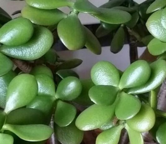 აი, რისი განსკურნება შეუძლია ბარაქის ხეს სწრაფად და ეფექტურად. ეს უნდა იცოდეთ