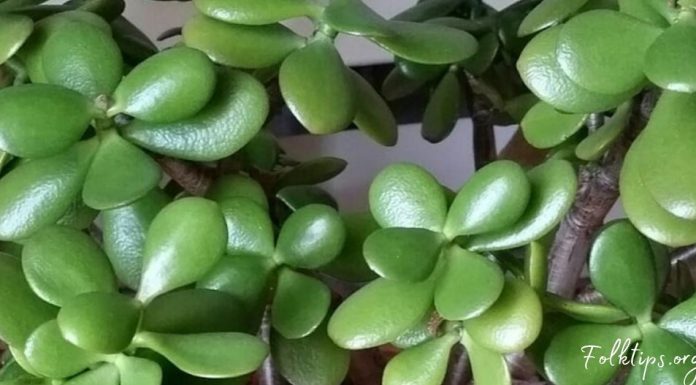 აი, რისი განსკურნება შეუძლია ბარაქის ხეს სწრაფად და ეფექტურად. ეს უნდა იცოდეთ