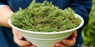 ამ დაავადებების დროს ბეგქონდარა სასწაულებრივად მოქმედებს! გაეცანით რეცეპტებს!