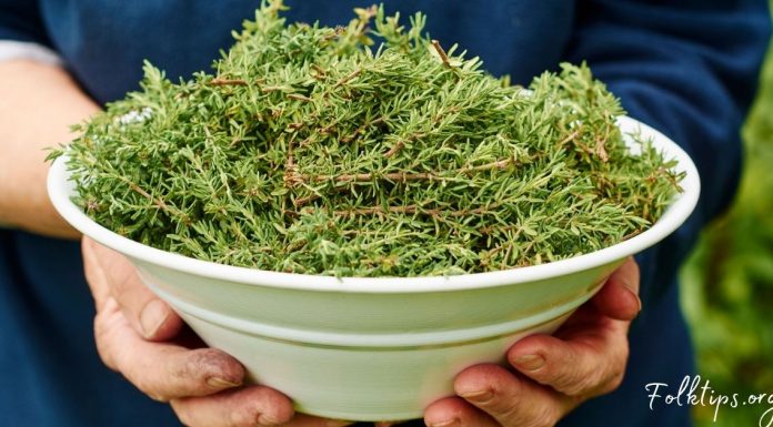 ამ დაავადებების დროს ბეგქონდარა სასწაულებრივად მოქმედებს! გაეცანით რეცეპტებს!