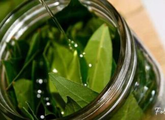 გამოიყენეთ დაფნის ფოთოლი ამ შედეგის მისაღებად! აი რა გამოდის მისგან…