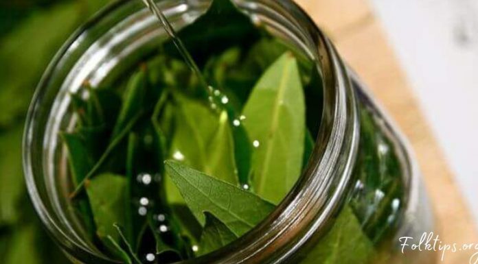 გამოიყენეთ დაფნის ფოთოლი ამ შედეგის მისაღებად! აი რა გამოდის მისგან…