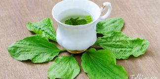 მრავალძარღვა ჯადოსნური მცენარეა – 5 საინტერესო ფაქტი მისი გამოყენების შესახებ