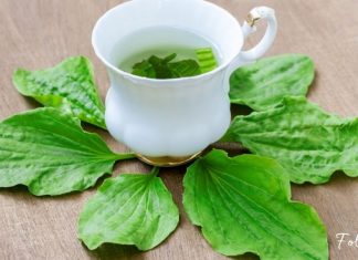 მრავალძარღვა ჯადოსნური მცენარეა – 5 საინტერესო ფაქტი მისი გამოყენების შესახებ