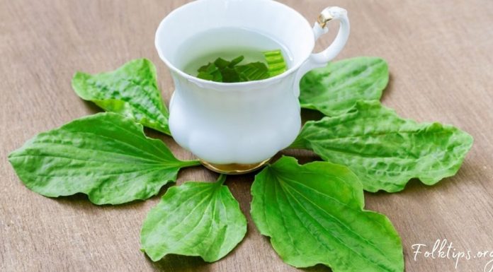 მრავალძარღვა ჯადოსნური მცენარეა – 5 საინტერესო ფაქტი მისი გამოყენების შესახებ