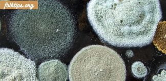 აუცილებლად საყურადღებოა.ობით მოწამვლა – დიაგნოზი და მკურნალობა