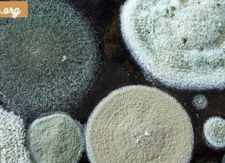 აუცილებლად საყურადღებოა.ობით მოწამვლა – დიაგნოზი და მკურნალობა