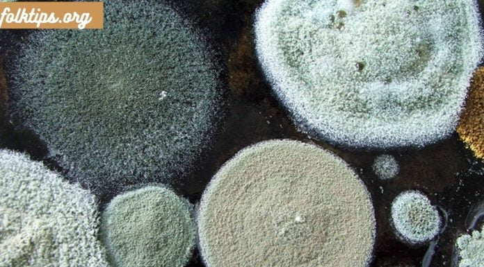 აუცილებლად საყურადღებოა.ობით მოწამვლა – დიაგნოზი და მკურნალობა