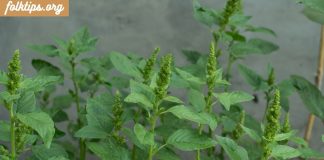 ეს საშუალება გახდება თქვენი კანისა და თმის სილამაზის საიდუმლო.