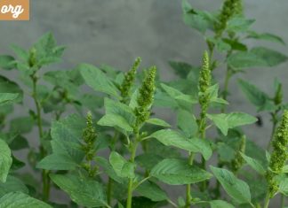 ეს საშუალება გახდება თქვენი კანისა და თმის სილამაზის საიდუმლო.