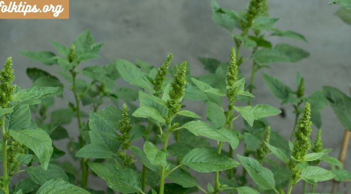 ეს საშუალება გახდება თქვენი კანისა და თმის სილამაზის საიდუმლო.