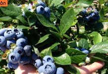 სასმელი, რომელიც ასუფთავებს ორგანიზმს მძიმე მეტალებისგან.