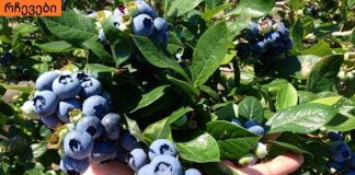 სასმელი, რომელიც ასუფთავებს ორგანიზმს მძიმე მეტალებისგან.