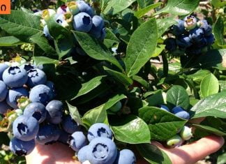 სასმელი, რომელიც ასუფთავებს ორგანიზმს მძიმე მეტალებისგან.