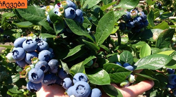 სასმელი, რომელიც ასუფთავებს ორგანიზმს მძიმე მეტალებისგან.