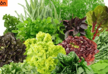 ყველაზე ჯანსაღი მწვანილი თქვენი ჯანმრთელობისთვის.ნახეთ სხვადასხვა მწვანილის თვისებები.