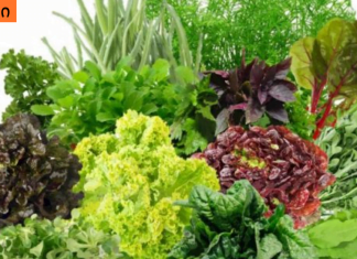 ყველაზე ჯანსაღი მწვანილი თქვენი ჯანმრთელობისთვის.ნახეთ სხვადასხვა მწვანილის თვისებები.