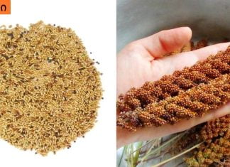 ექიმები პანიკაში არიან! ეს თესლი დაგეხმარება დიაბეტის კონტროლში და 100%-ით ღვიძლისა და თირკმელების ფუნქციის აღდგენაში!