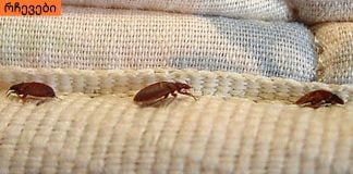 მტვრის პარაზიტები, რომლებიც ყველა სახლში ბინადრობენ-ეფექტური მეთოდი მათ მოსაშორებლად!