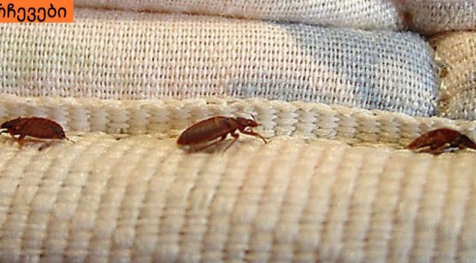 მტვრის პარაზიტები, რომლებიც ყველა სახლში ბინადრობენ-ეფექტური მეთოდი მათ მოსაშორებლად!