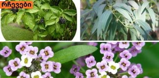 მცენარეები,როგორც ანტიბიოტიკები.