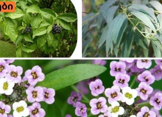 მცენარეები,როგორც ანტიბიოტიკები.